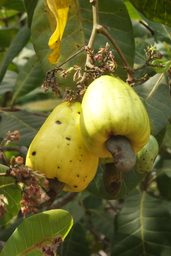 cashewnoten-vrucht